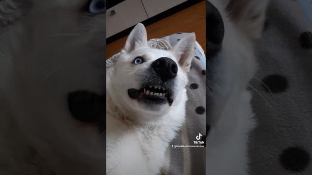 Хаски голубые глазки #хаски смотреть онлайн