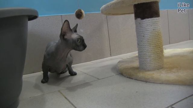 Бамбино на ilikepet смотреть онлайн