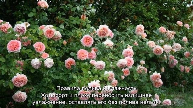 Роза Абрахам Дерби (Abraham Darby) — описание сортового цветка смотреть онлайн