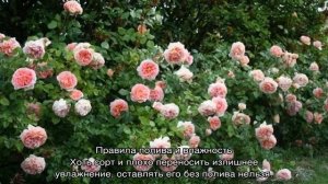 Роза Абрахам Дерби (Abraham Darby) — описание сортового цветка