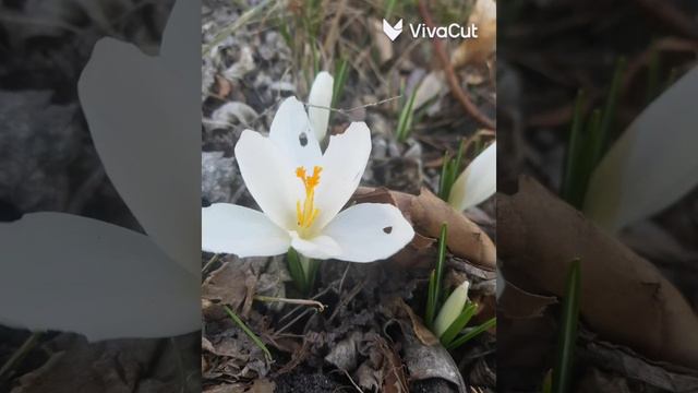 Мои любимые первоцветы смотреть онлайн