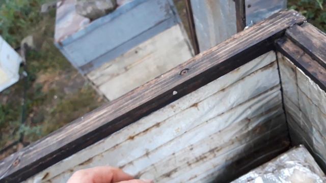 Есть пчела! | 13.10.2023 года | 587. 00 смотреть онлайн