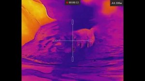 ДИКИЕ ЗВЕРИ В ТЕПЛОВИЗОР | Как выглядят животные в инфракрасном спектре!