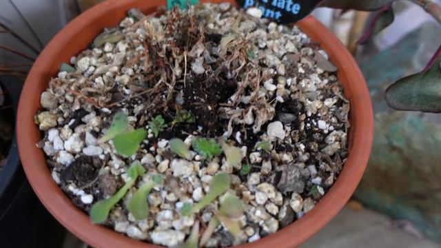 Leaf Grown AEONIUM | Growing Succulents With Liz Kreate