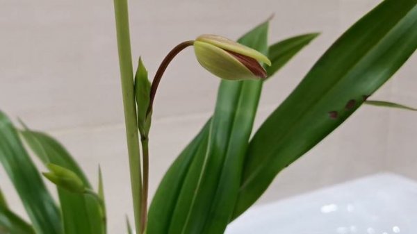 Фрагмипедиум. Домашнее цветение через пол года после покупки.