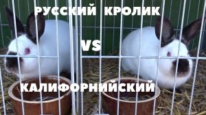Отличие Русского от Калифорнийского кролика