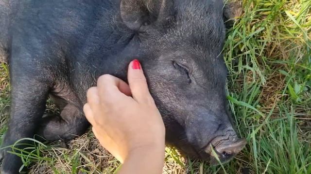 Первые грибы и черника в этом сезоне. План погреба изменился благодаря подписчикам. Гоги в эфире. смотреть онлайн