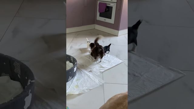 Чихуахуа Джоли и щенки | CHIHUAHUA PUPPIES PLAY смотреть онлайн