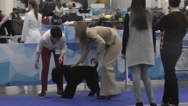 Schnauzer Black Dog Show 