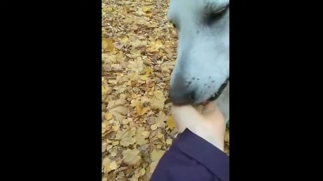 Как кормить собаку с руки или как правильно давать корм собаке?