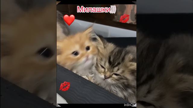Коты приколы)))🤣Подборка видео)Кошки и котики играют)😍 Котята) смотреть онлайн