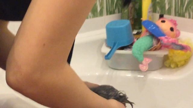 Как мыть собаку смотреть онлайн