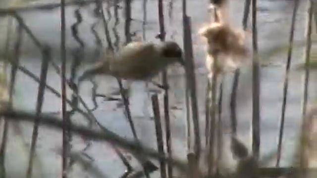 обыкновенный ремез смотреть онлайн