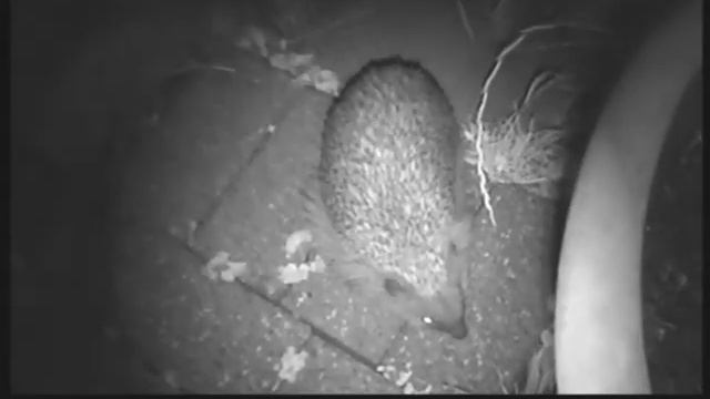 Hedgehogs Movie 06_07_2012 смотреть онлайн