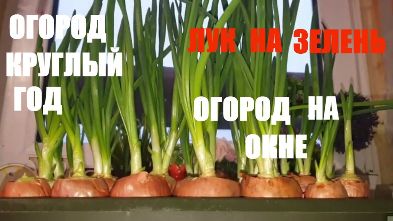 КАК ПРАВИЛЬНО САЖАТЬ ЛУК НА ЗЕЛЕНЬ /ЛУК НА ПЕРО/ЗЕЛЕНЫЙ ЛУК НА ПОДОКОННИКЕ смотреть онлайн