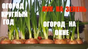 КАК ПРАВИЛЬНО САЖАТЬ ЛУК НА ЗЕЛЕНЬ /ЛУК НА ПЕРО/ЗЕЛЕНЫЙ ЛУК НА ПОДОКОННИКЕ