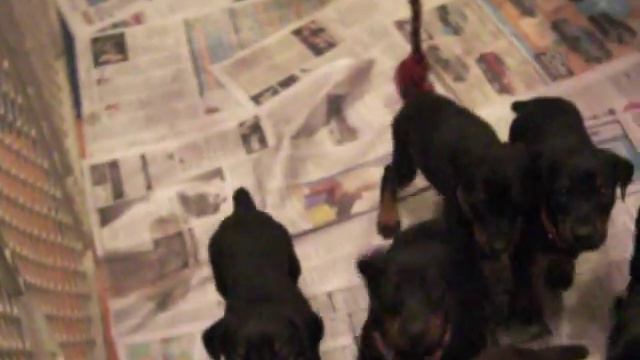 Doberman Pups Angel Logan 5 weeks. Clicker recall смотреть онлайн