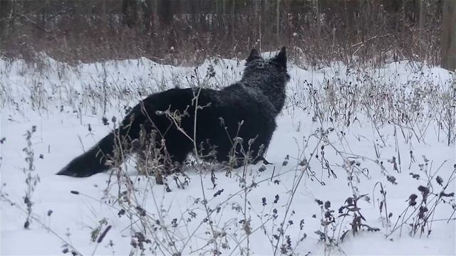 Belgian Shepherd (Groenendael). Бельгийская овчарка (грюнендаль)