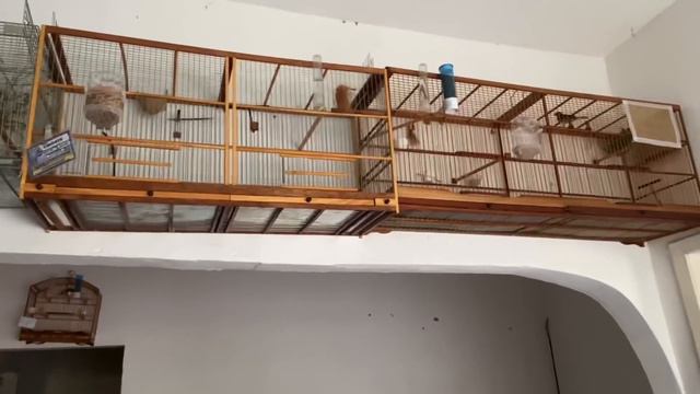 FORMAS MUITO FÁCEIS DE MUDAR CANTO DE PAPA CAPIM PRA TUI смотреть онлайн