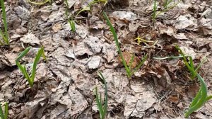 Чеснок взошёл после зимы! Крупный чеснок получится после небольшого ухода