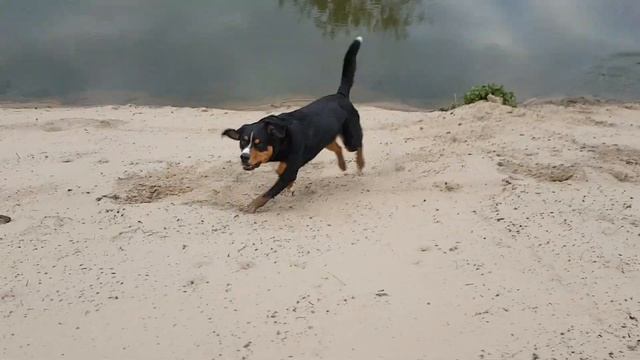 Appenzeller Sennenhund im Sand смотреть онлайн