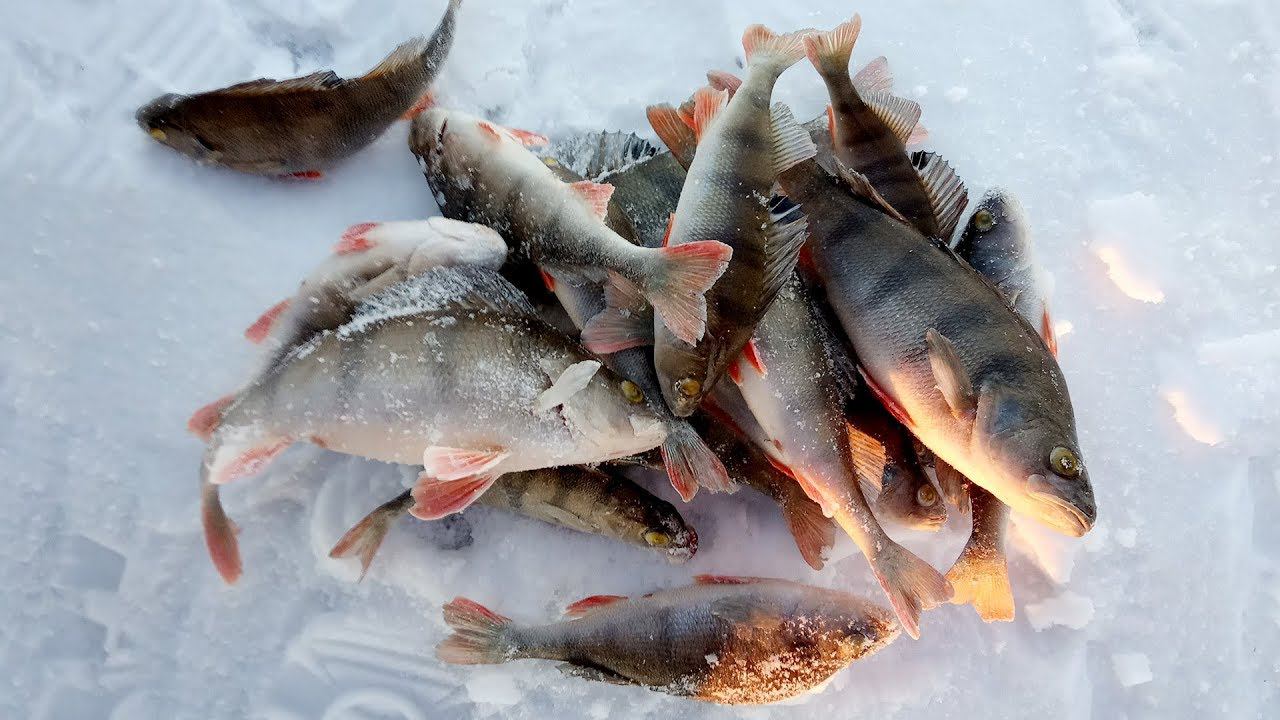 Семь вёрст не крюк Окунь у берега на балансир смотреть онлайн