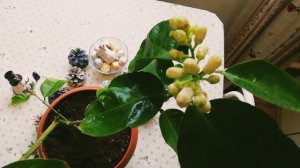 Лимон Пандероза: цветение и плодоношение