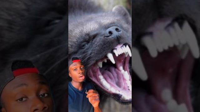 Why Honey Badgers Don't Fear God or Lions смотреть онлайн