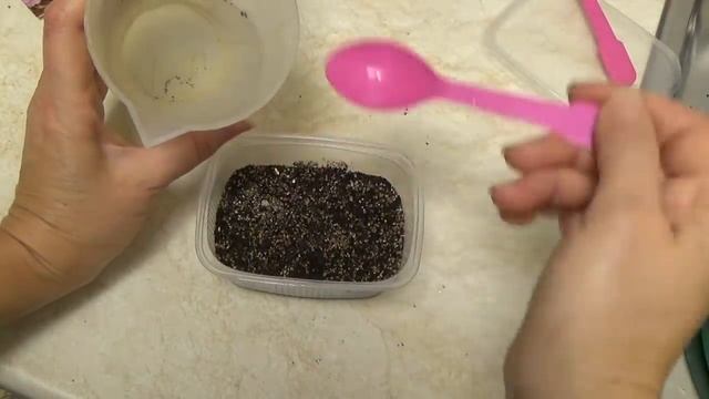 Посев БАЛЬЗАМИНА для начинающих. Все тонкости и нюансы.