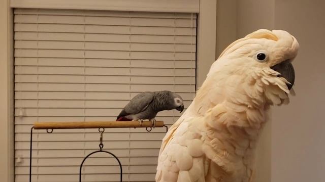 Max Sings with the Radio - Tycho Doesn't Know How to React! смотреть онлайн