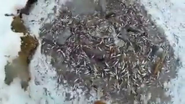 Всплыла куча малька, автор идиот смотреть онлайн