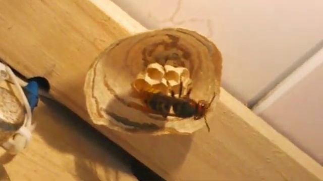 Шершень строит себе гнездо смотреть онлайн