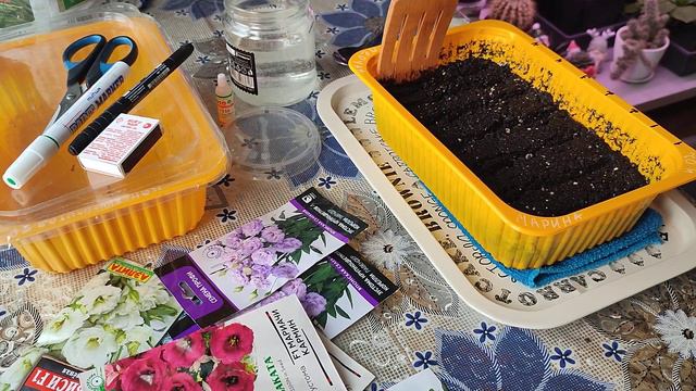 Посев Эустомы... 10января2024год. смотреть онлайн