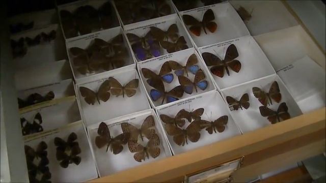 Коллекция бабочек в хранилище музея. Живые палочники. Entomology Collection. Butterflies, beetles. смотреть онлайн