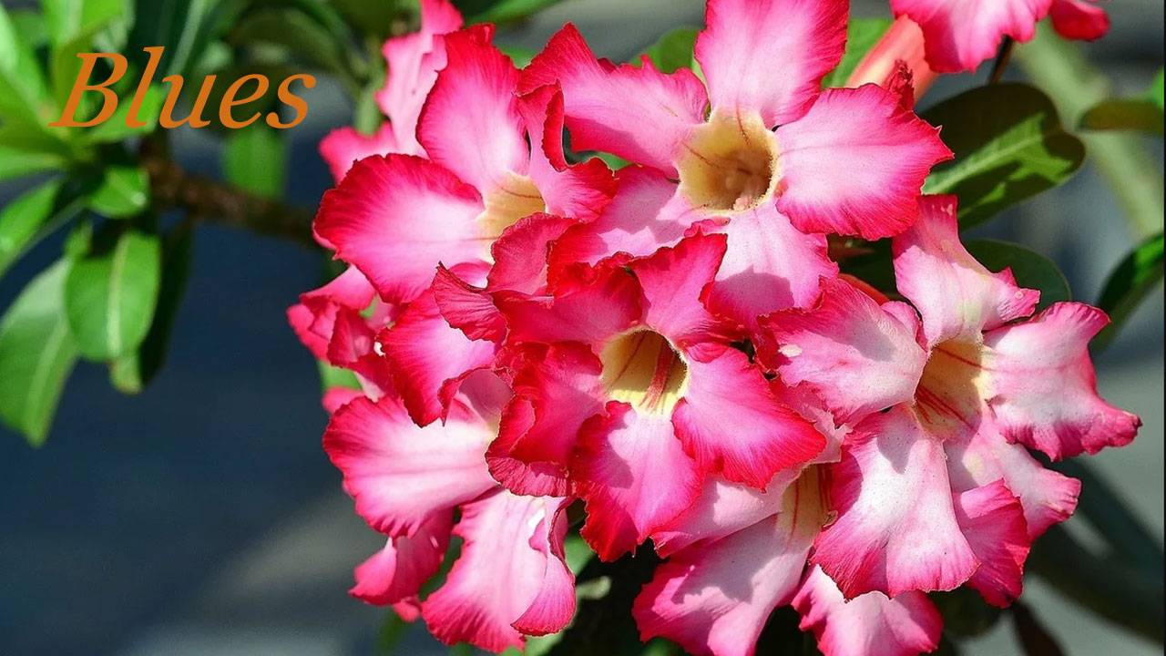 Адениум блюз 036. & Adenium Blues.