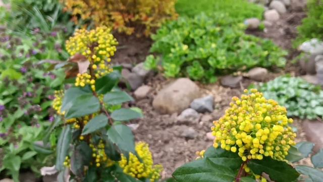 ДОБРОЕ УТРО ИЗ МОЕГО САДА. 10.05.2023.