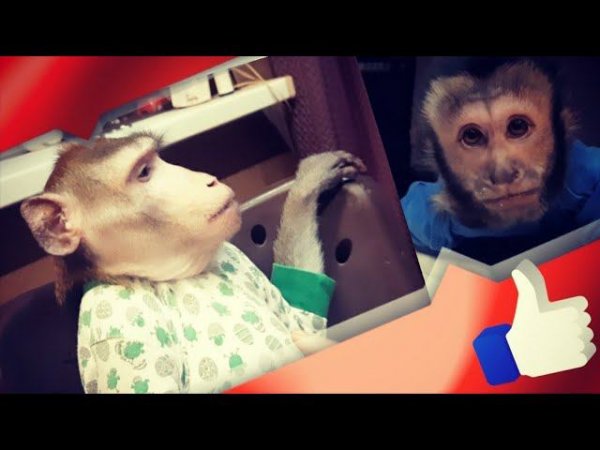 Вкусняшки для обезьянки Ульяшки (домашние обезьяны /home monkey)