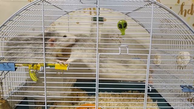 НАРЕЗКИ ИЗ ЭФИРА | КРЫСЫ #13 смотреть онлайн