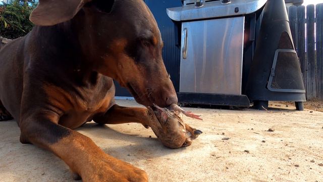 Doberman Eating Whole Prey Model Raw Diet ASMR смотреть онлайн