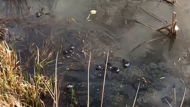 Лягушки общаются весной смотреть онлайн