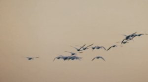 ДИКАЯ природа.  Гуси ЛЕБЕДИ.  Лебедь шипун.  ЛЕБЕДИ в мире ЖИВОТНЫХ. Пермский край. РОССИЯ.