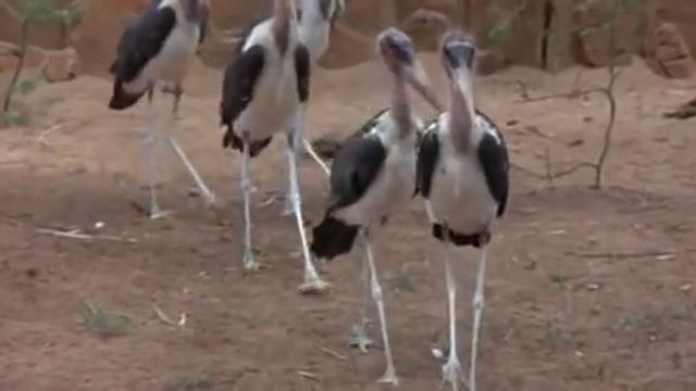 Животный мир. Пьянящее дерево в Африке смотреть онлайн