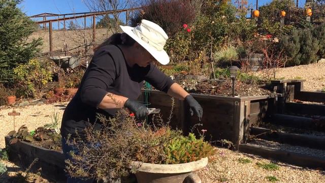 Petunias and Sedums | Fall Maintenance смотреть онлайн