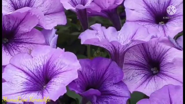Purple Petunia@MamaRose Korealife смотреть онлайн