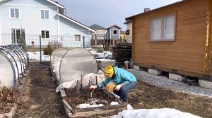 Когда открывать розы после зимы ??