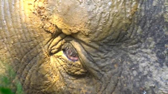 Humble Elephant salutes to the villagers who rescued from muddy pit| Thankful gesture of elephant смотреть онлайн