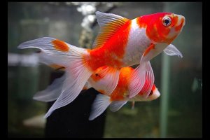 Золотые рыбки. Карась шубункин нерест