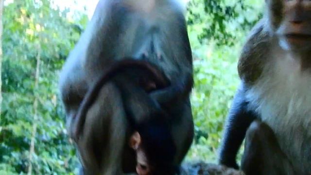 OMG Not try to laugh with mom Anna | Why mom do like this on new baby Ariana? смотреть онлайн