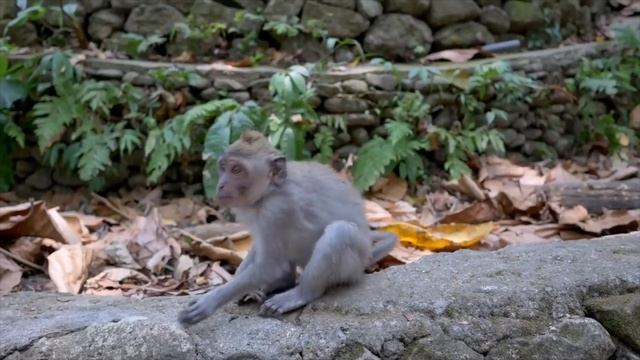 Бали. Убуд. Фантастические пейзажи | Bali. Ubud. Fantastic landscapes. смотреть онлайн