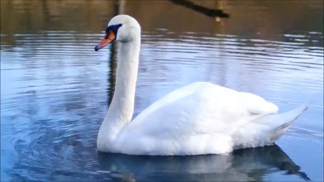 Nikon J1 + Canon 50mm lens in FD mount (Video) смотреть онлайн